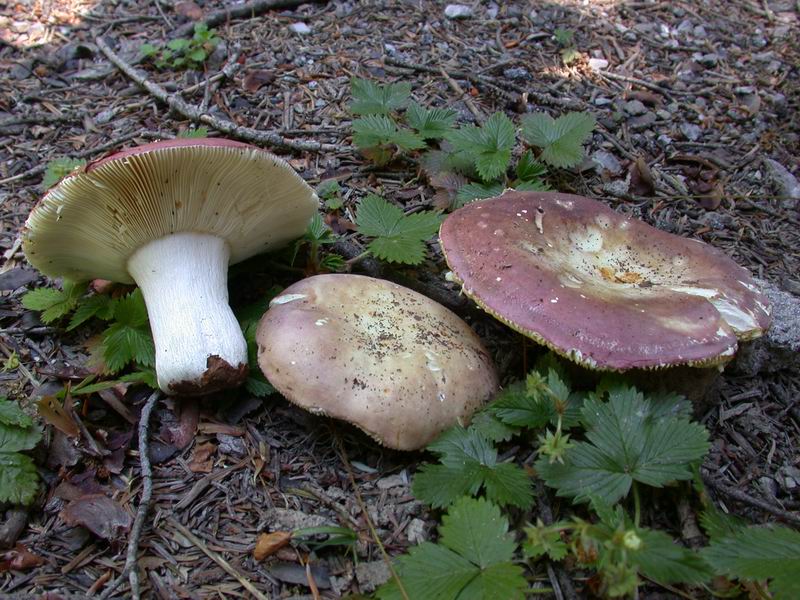 Russula curtipes